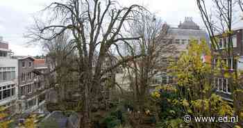 Beroemde boom van Anne Frank blijft bestaan dankzij kweker uit Sint-Oedenrode - Eindhovens Dagblad