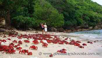 Christmas Island in grip of epic baby boom - Gloucester Advocate