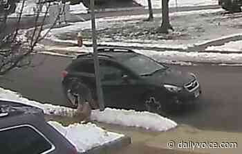 Authorities Probe Video Of NJ Animal Shelter Worker Abandoning Kitten - Northern Highlands Daily Voice