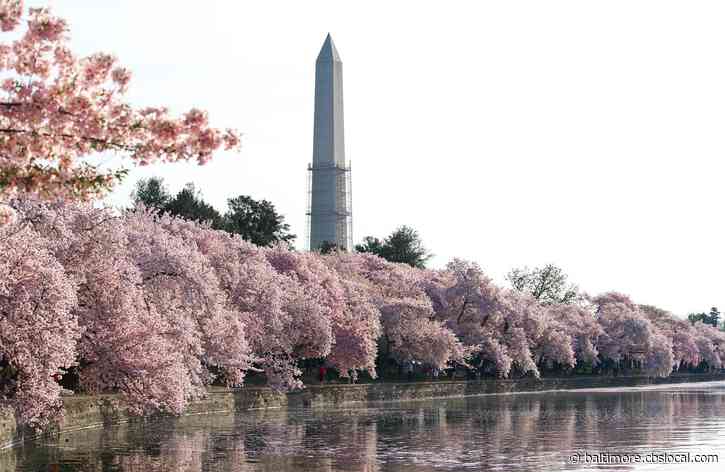 National Cherry Blossom Festival Seeks Volunteers