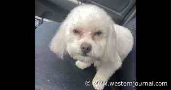 Woman Makes Huge Mistake After Deciding to Get Dog Groomed