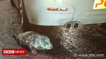 Grimsby street seal rescued after low-speed pursuit - BBC News