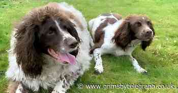 Britain's fattest dog loses five stone after strict diet - Grimsby Live