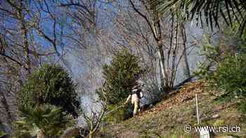 Fiamme nei boschi di Castelrotto - RSI.ch Informazione