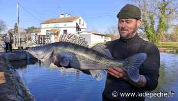 Montech. La fédération de pêche en mode sauvetage au canal - ladepeche.fr
