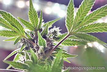 City council OKs second medical cannabis dispensary - Brookings Register
