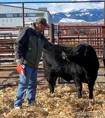 Rafter T Angus Annual Bull Sale | TSLN.com - Tri-State Livestock News