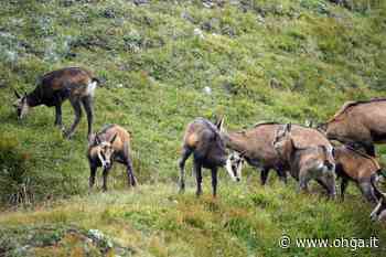 Le capre selvatiche del Monte Solaro cacciate da Capri. La loro colpa? Distruggere la flora autoctona dell’isola - Ohga!