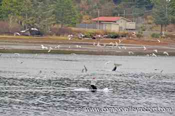 DFO wraps up probe into paddleboarder's controversial 2021 BC orca encounter – Comox Valley Record - Comox Valley Record