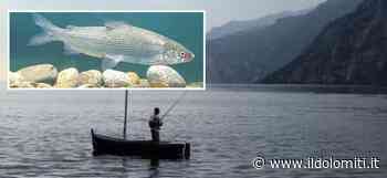 Lago di Garda, l'allarme dei pescatori: “Sospendiamo la pesca del coregone per salvaguardare la specie” - il Dolomiti