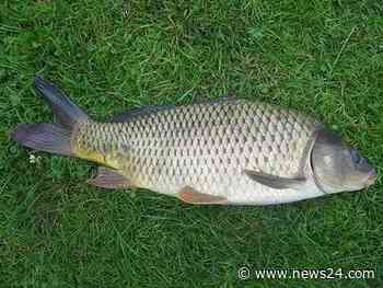Quiet carp and bustling bass after heavy KZN rain | Witness - News24
