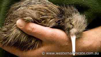 North Island brown kiwi on rise in NZ - Western Advocate