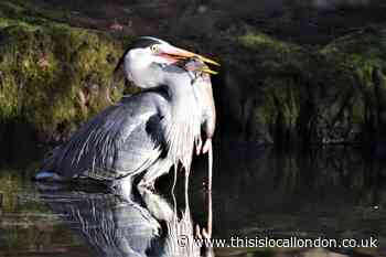 Shocking pictures as heron eats rat alive in Beckenham park