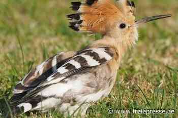 Vogel des Jahres ist im Vogtland ein Exot - Freie Presse
