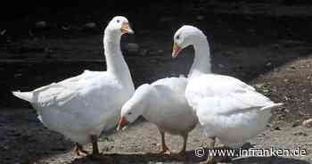 Kronach: Gans mit massiven Bauchverletzungen gefunden - wurde das Tier absichtlich getötet? - inFranken.de