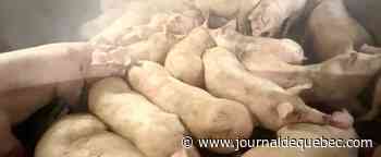 Temps de cochon pour les éleveurs