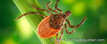 Les oubliés de la maladie de Lyme