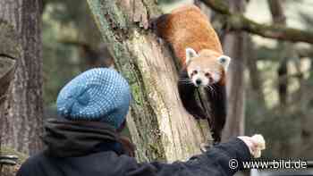 Zoo Dresden: Pandas wollen nicht auf die Waage - BILD