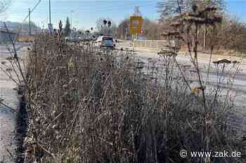 Verblühte Tristesse statt Blütenmeer in Balingen – für den ganzen ökologischen Nutzen - Zollern-Alb-Kurier