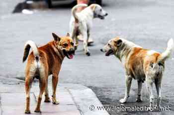 Trani, pronto il bando per l'affidamento della gestione del canile sanitario - ilgiornaleditrani - Radio Bombo