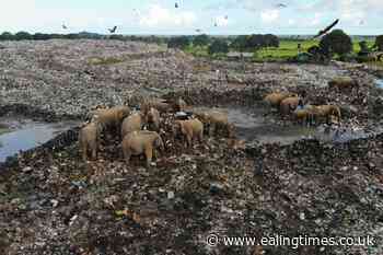 Elephants dying from eating plastic waste in Sri Lankan dump - Ealing Times