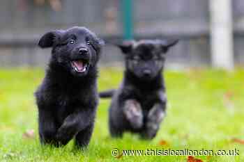 Top puppy and kitten names of 2021 - did your pet make the list?