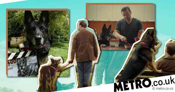 After Life season 3: Beloved dog Anti set for further stardom after being handpicked for series by Ricky Gervais