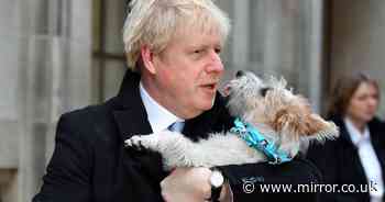 Nobody calls Boris Johnson 'big dog' in No10 - amid claims of plot to save his skin