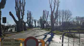 Fucecchio, alberi "mangia anidride carbonica" lungo i viali industriali - IlCuoioInDiretta - IlCuoioInDiretta