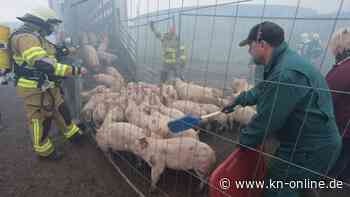 „Wie auf einem Schlachtfeld“: Schweinemastanlage brennt - Hunderte tote Tiere