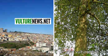 Melfi: nuova vita per gli alberi utilizzati per gli addobbi natalizi! Ecco l'iniziativa del Comune - vulturenews.net