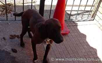 Melo: hombre que mató a su perro tiene prohibido tener animales y se le requisó otro can - Montevideo Portal
