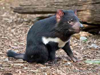 Tracing Back Through Time: The Secret Life of Tasmanian Devils Is Hiding in Their Whiskers