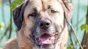 Tierheim Essen: Wer gibt Kangal Aslan ein neues Zuhause? - WAZ News