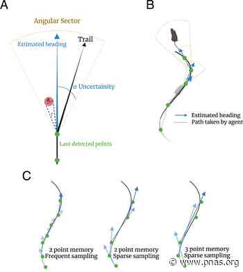 A new angle on odor trail tracking - pnas.org