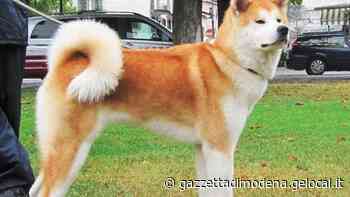 Modena. Ruba il cane legato fuori dal supermarket «Mi sembrava triste» - La Gazzetta di Modena