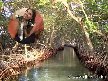 Cuatro embarcaciones privadas buscan a Angie Peña en los manglares de Roatán - Diario El Heraldo - ElHeraldo.hn