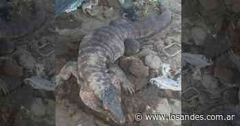 Susto en una finca de San Carlos: apareció un exótico lagarto de un metro y medio de largo - Los Andes (Mendoza)