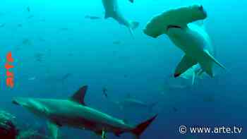 Los tiburones de la Isla de Coco - GEO Reportaje - Ver el documental completo | ARTE - Arte.tv