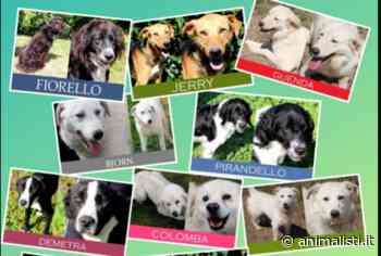 IL COMUNE DI ARDEA TAGLIA I RAPPORTI CON IL CANILE ALBA DOG: EMERGENZA PER 118 CANI. - Animalisti Italiani Onlus