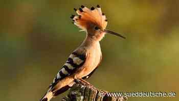 In Thüringen nur Einzelvorkommen des "Vogel des Jahres" - sueddeutsche.de