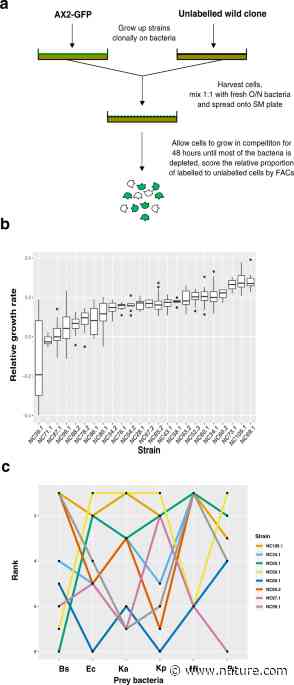 The genetic architecture underlying prey-dependent performance in a microbial predator - Nature.com