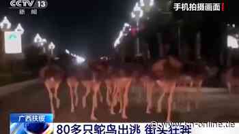 Strauße außer Kontrolle: Herde rennt durch chinesische Großstadt