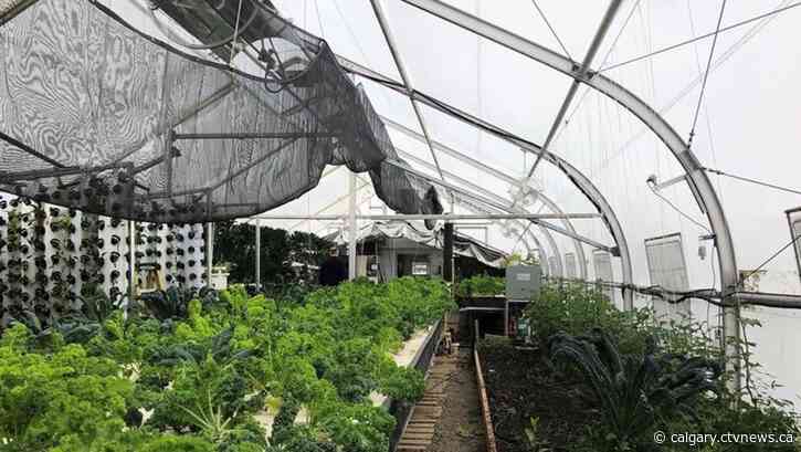 Calgary greenhouse to be built this spring expects to provide thousands of pounds of fresh food year-round