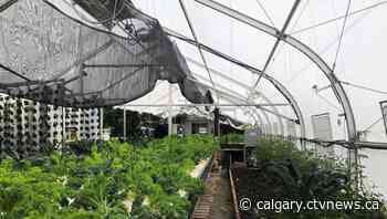 Calgary greenhouse to be built this spring expects to provide thousands of pounds of fresh food year-round - CTV News Calgary
