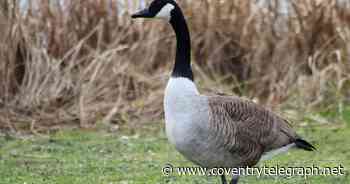 Bird flu confirmed in Coventry park as warning issued to residents - Coventry Live
