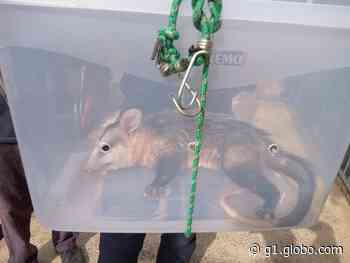 Gambá-de-orelha-branca é capturado pela Defesa Civil em Capivari - G1