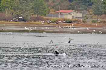 DFO wraps up probe into paddleboarder's controversial 2021 BC orca encounter – Creston Valley Advance - Creston Valley Advance