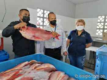 Pescadores de El Porvenir en Barú exportan pescado a EEUU - El Siglo Panamá