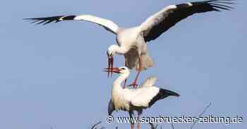 Naturlandstiftung Saar hat elf Schutzgebiete im Landkreis Neunkirchen - Saarbrücker Zeitung